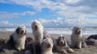 Einen sch�nen Sommer w�nschen die 5 Freunde.