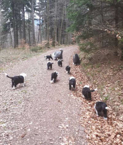 9. Woche - Wadspaziergang ... going