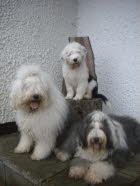 Wir sind wieder zu Dritt (Lady, Luna, Beauty v.l.)