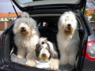 alle 3 im Auto