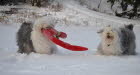 Winterfreuden 2013