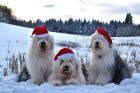 Weihnachten 2012