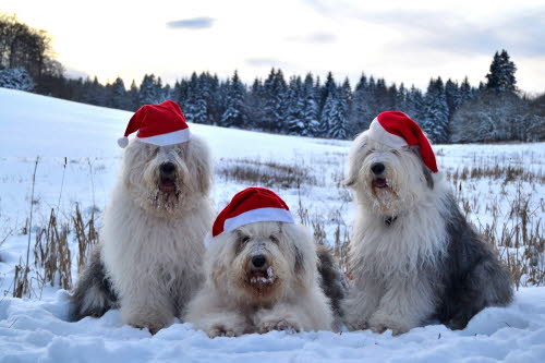 Weihnachten 2012