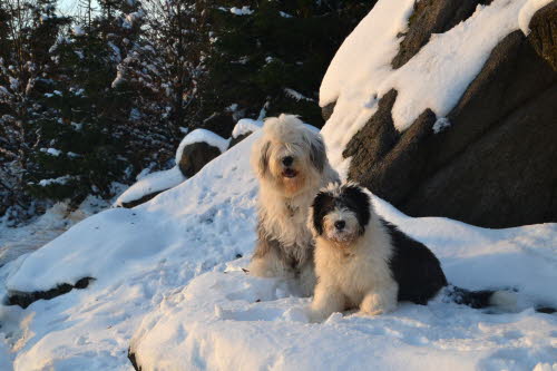 Der erste Schnee 2016