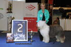 CACIB Erfurt 2015 Zweitbester Veteran in Show