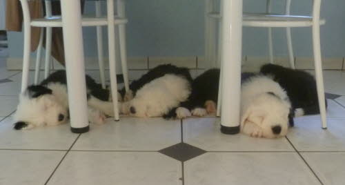Siesta unterm K�chentisch