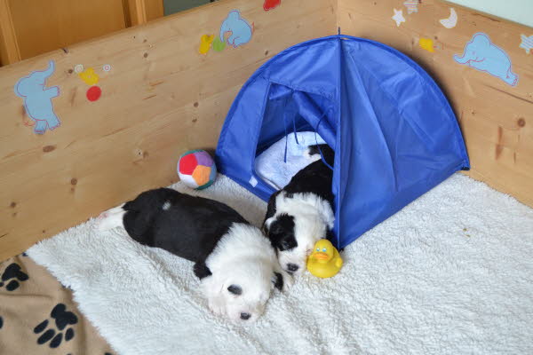 W4 Indoor-Camping