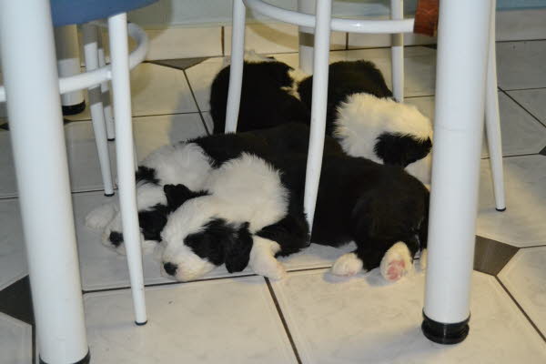 W6 Siesta unterm K�chentisch