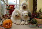 Herbstzauber 2011