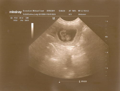 Welpen 2011 - Ultraschall