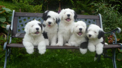 Unsere Pl�schtiere