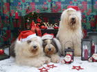 Weihnachten 2010