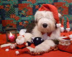Weihnachten 2011